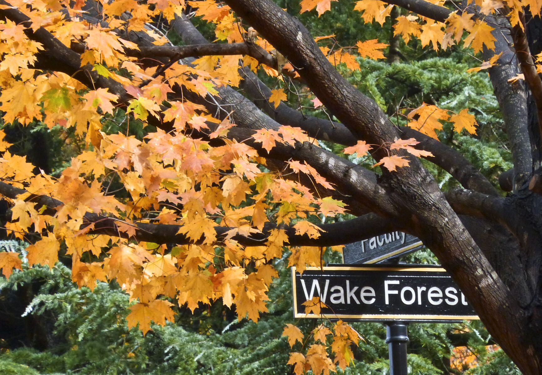 20151029w_nws_leaves